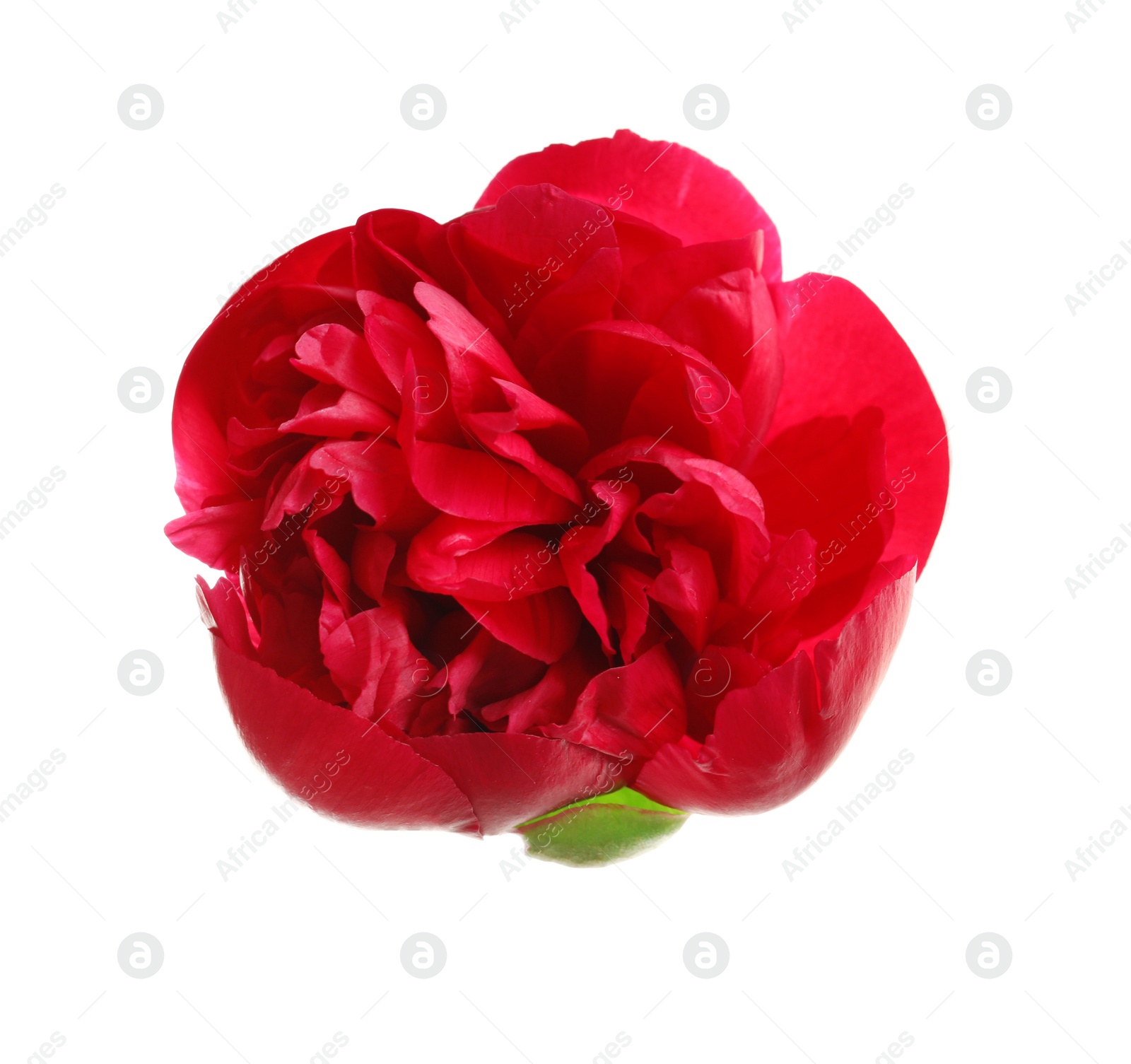 Photo of Beautiful blooming peony flower on white background