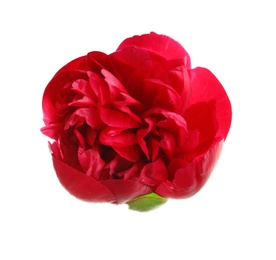 Photo of Beautiful blooming peony flower on white background