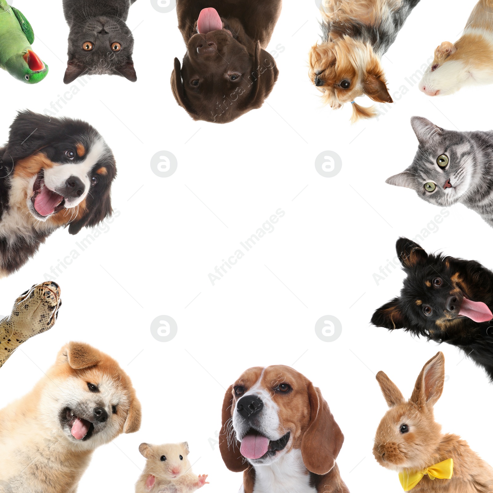 Cute different animals on white background, collage Image of Cute different animals on white background, collage