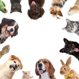Image of Cute different animals on white background, collage