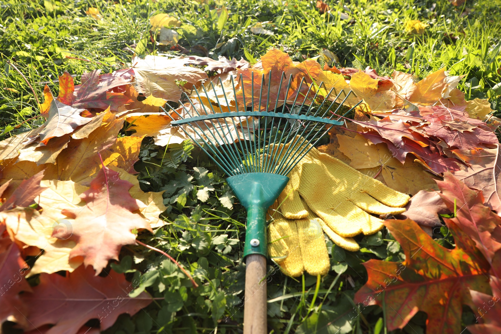 Photo of Rake and fall leaves on grass outdoors, closeup