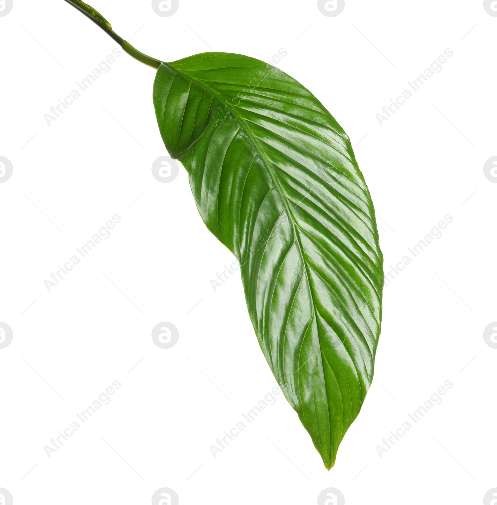 Photo of Beautiful tropical Spathiphyllum leaf on white background