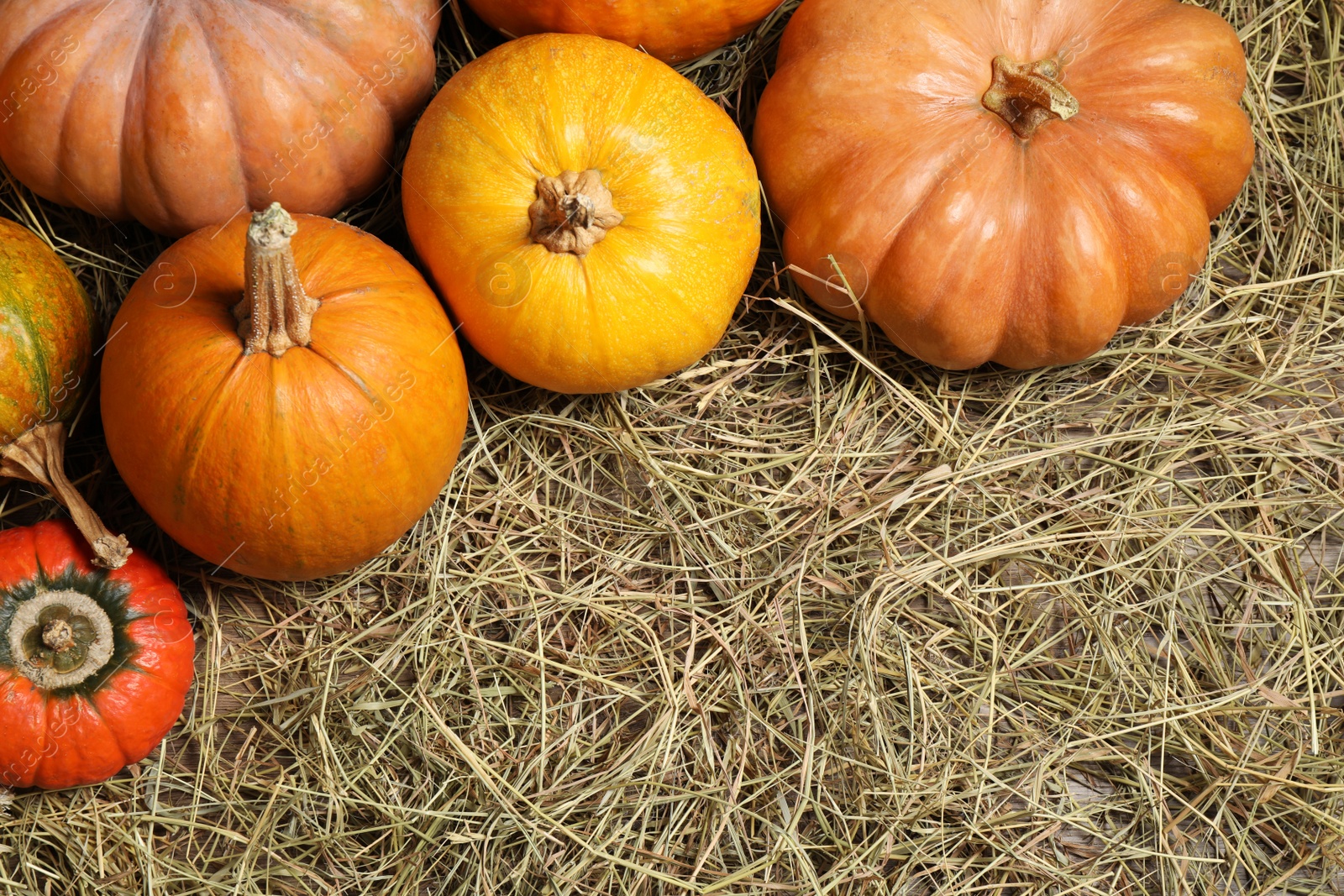 Photo of Flat lay composition with different ripe pumpkins on hay, space for text. Holiday decoration