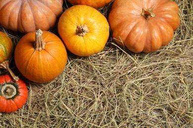 Flat lay composition with different ripe pumpkins on hay, space for text. Holiday decoration