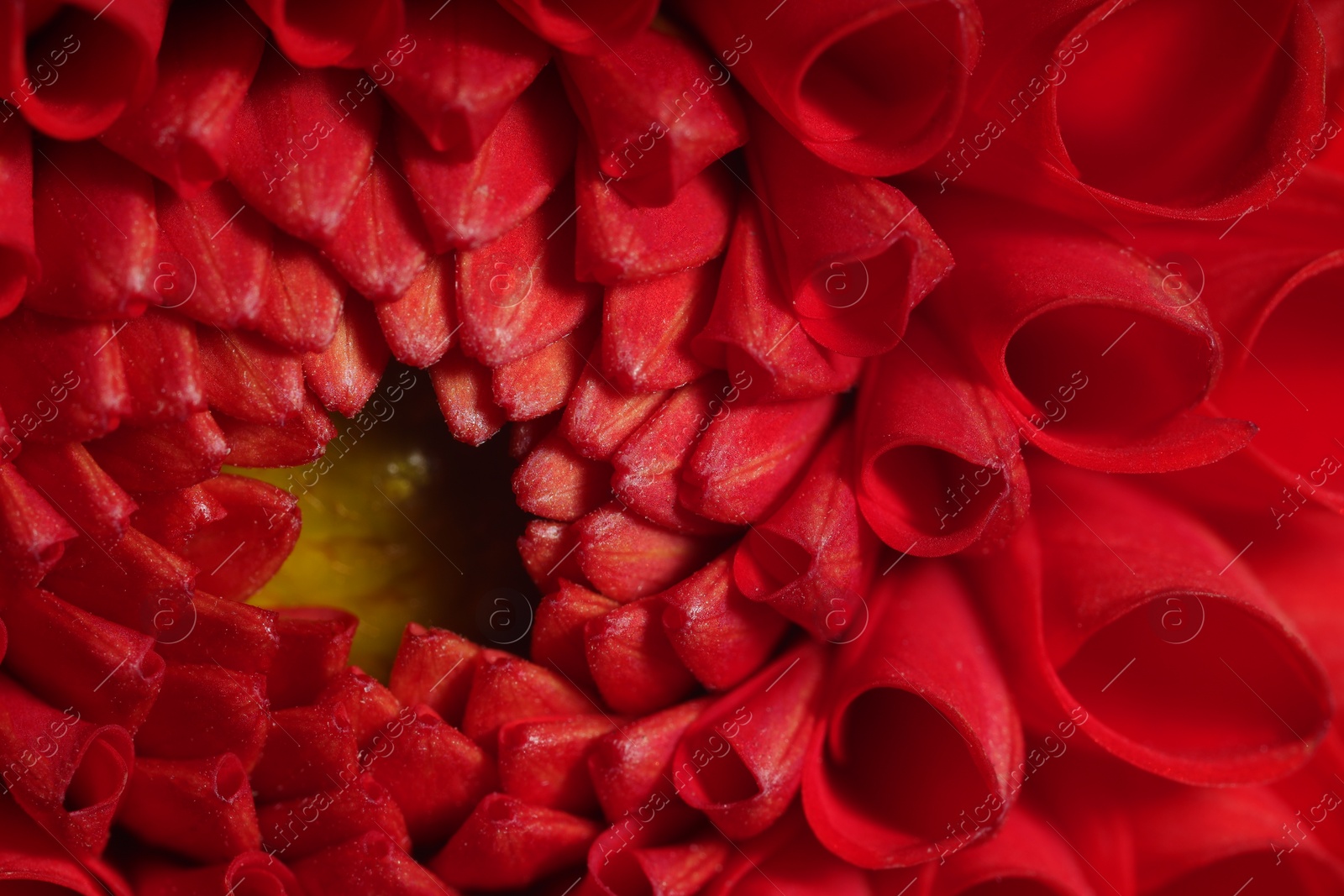 Photo of Beautiful Dahlia flower with red petals as background, macro view