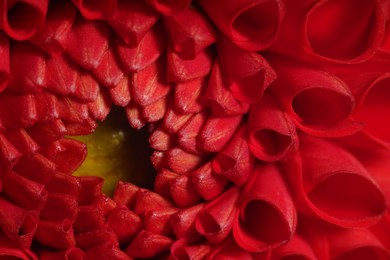 Photo of Beautiful Dahlia flower with red petals as background, macro view