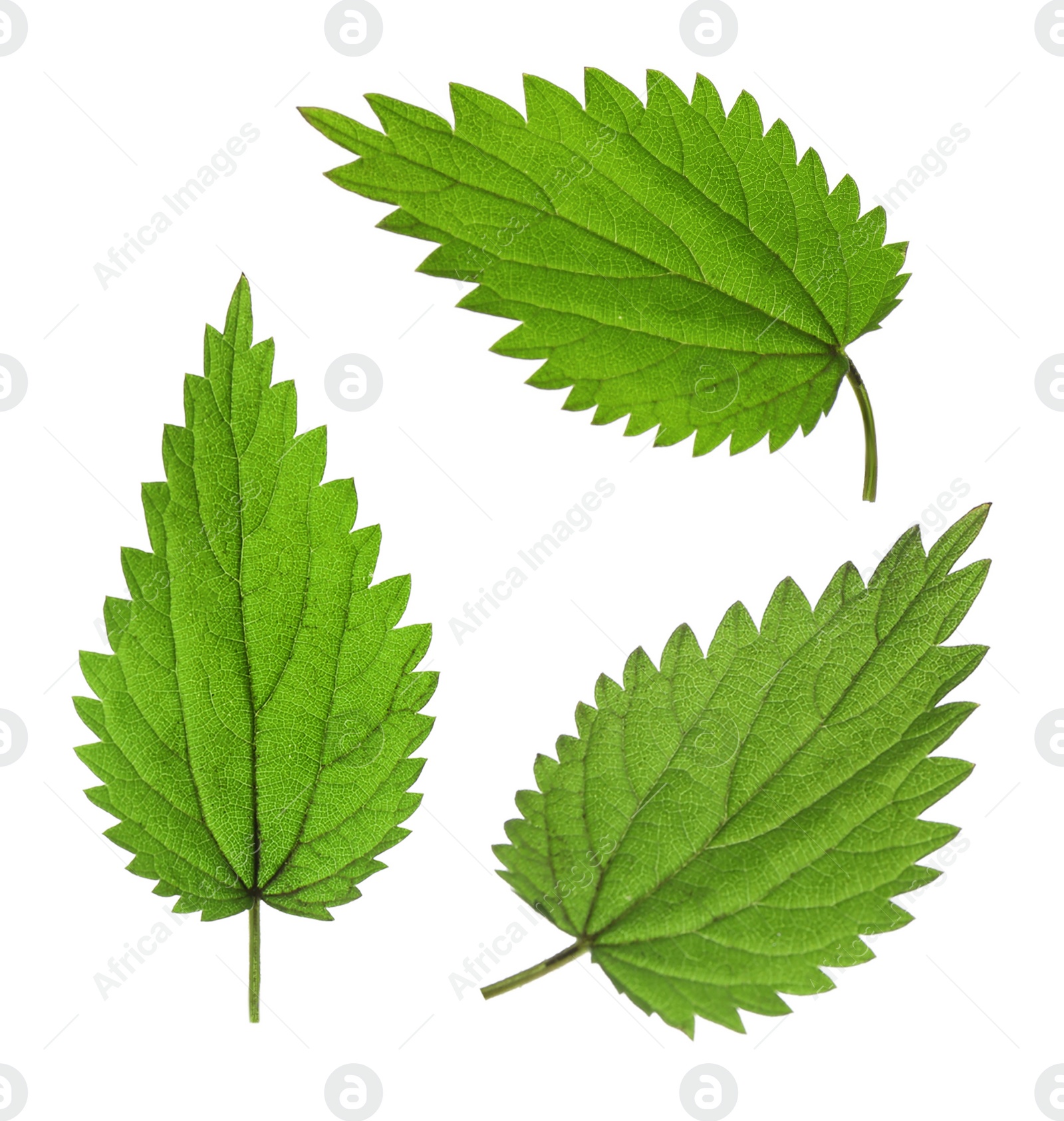 Image of Fresh stinging nettle leaves on white background, collage