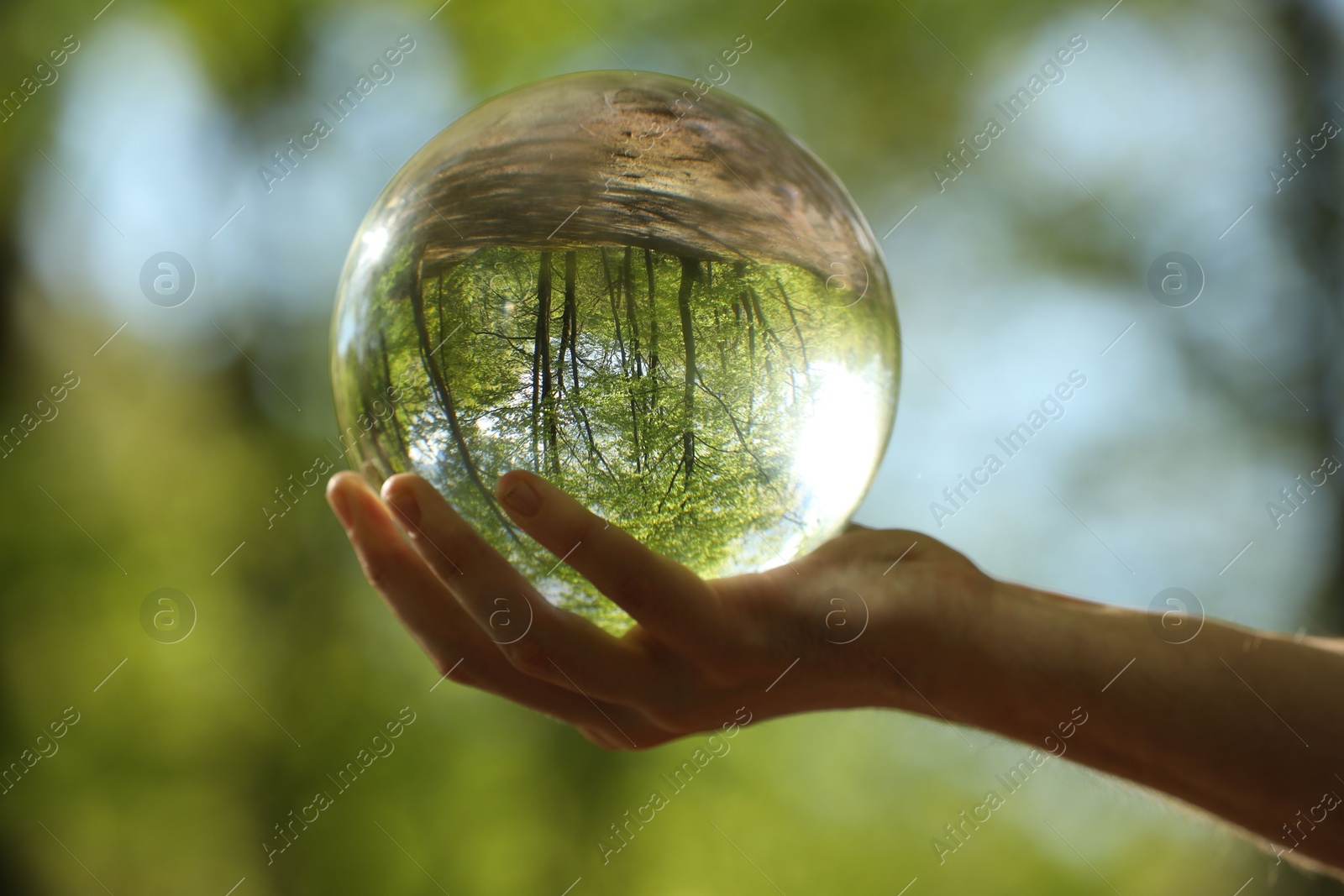 Photo of Green trees outdoors, overturned reflection. Man holding crystal ball in forest, closeup
