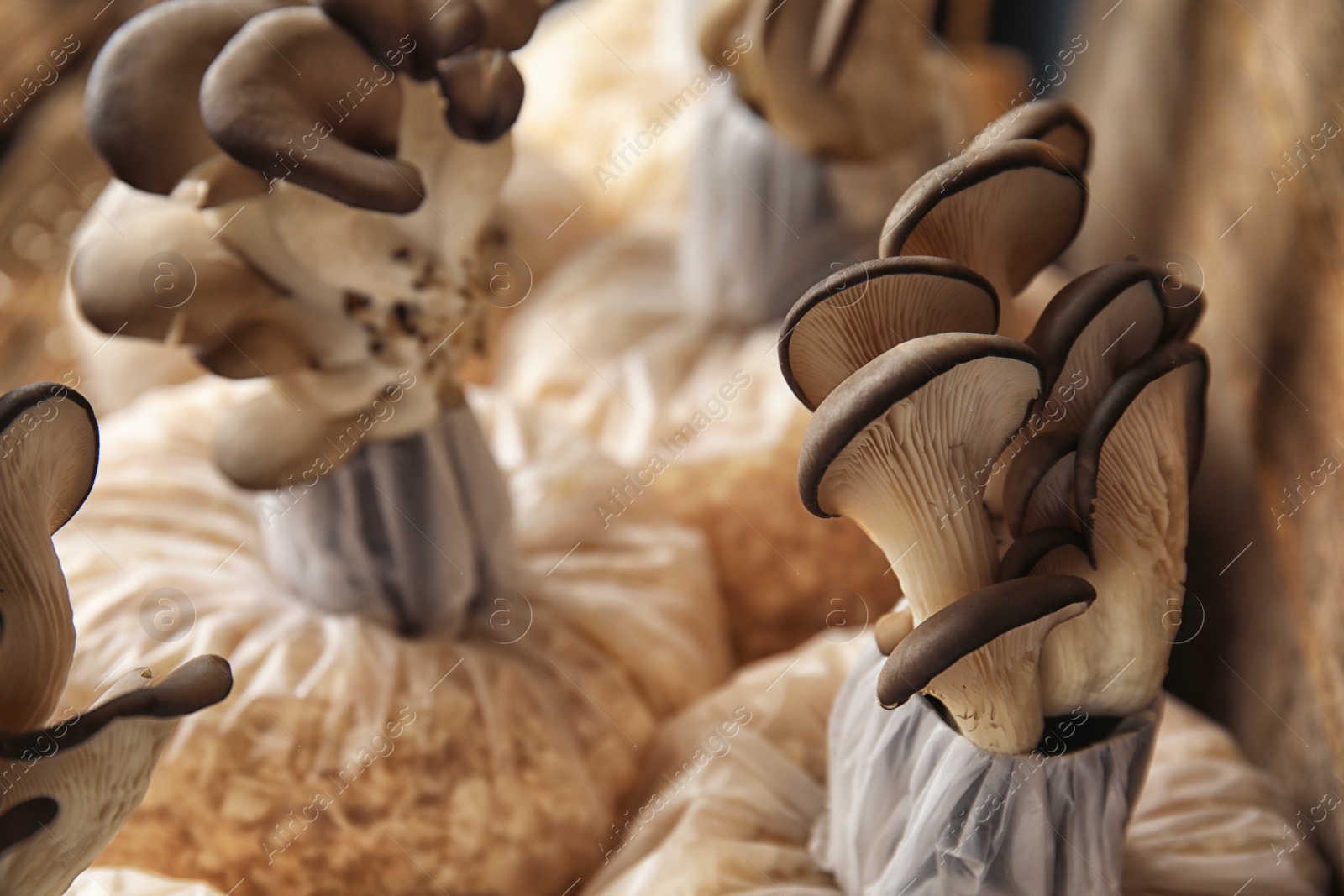 Photo of Oyster mushrooms growing in sawdust, closeup. Cultivation of fungi