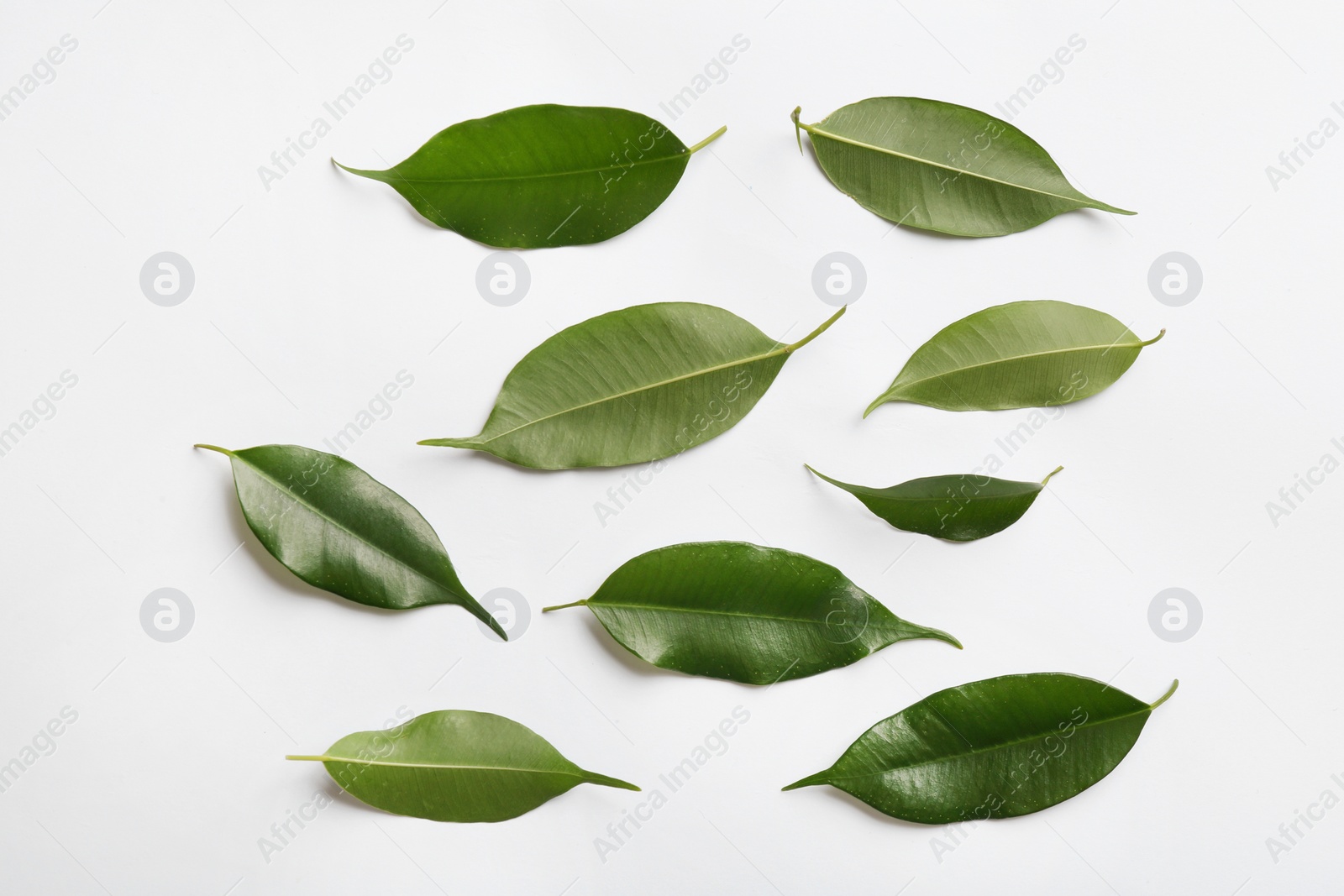 Photo of Fresh green ficus leaves on white background, top view