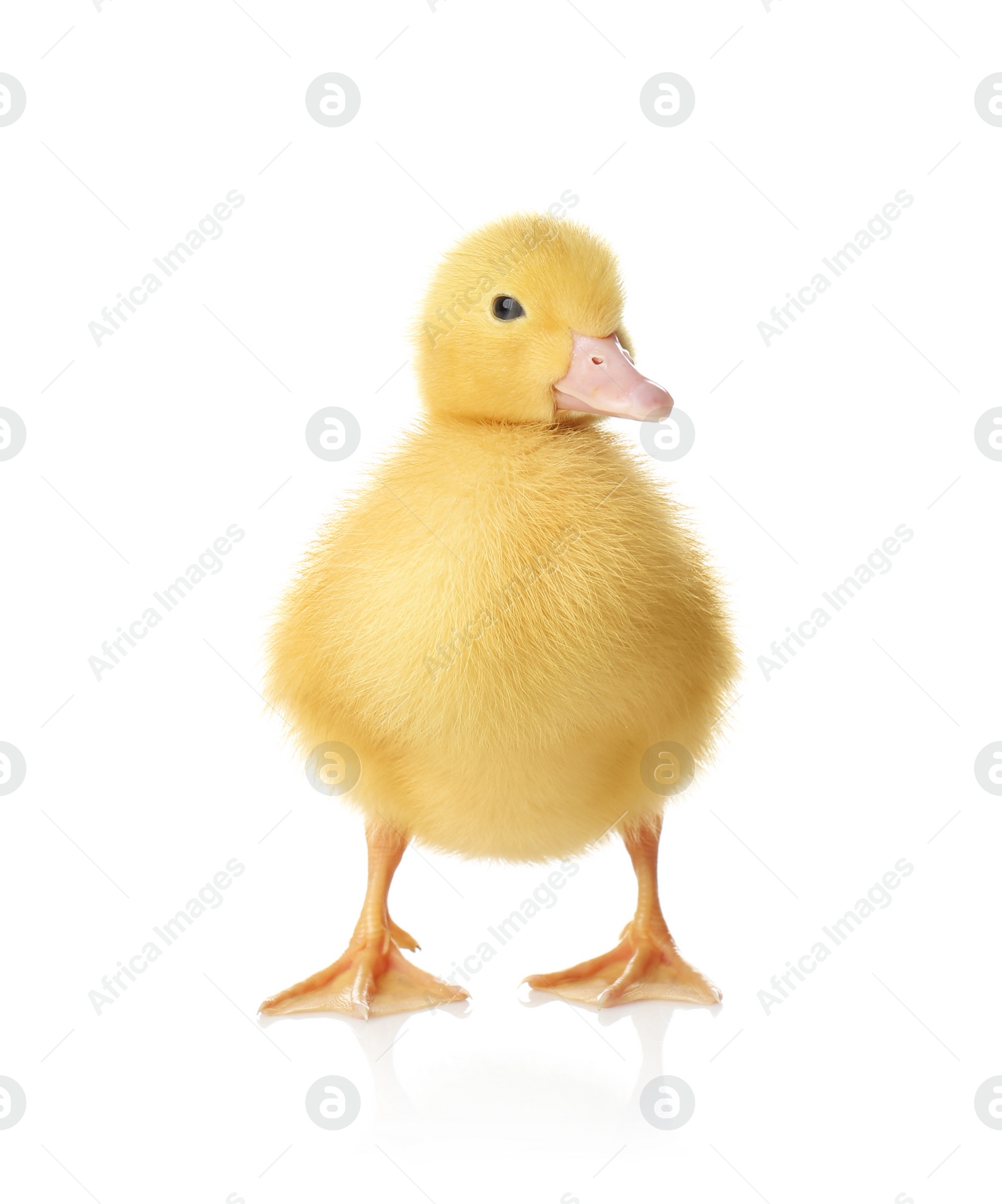 Photo of Cute fluffy gosling on white background. Farm animal