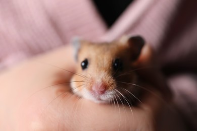 Photo of Woman holding cute small hamster, closeup view