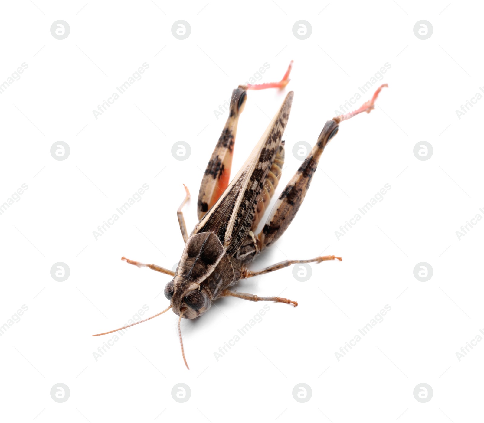 Photo of Common grasshopper isolated on white. Wild insect