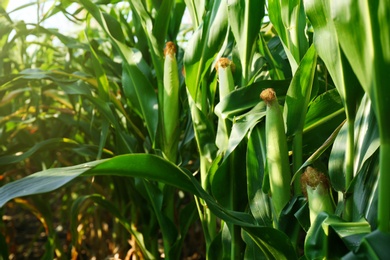 Photo of Ripe corn cobs in field on sunny day