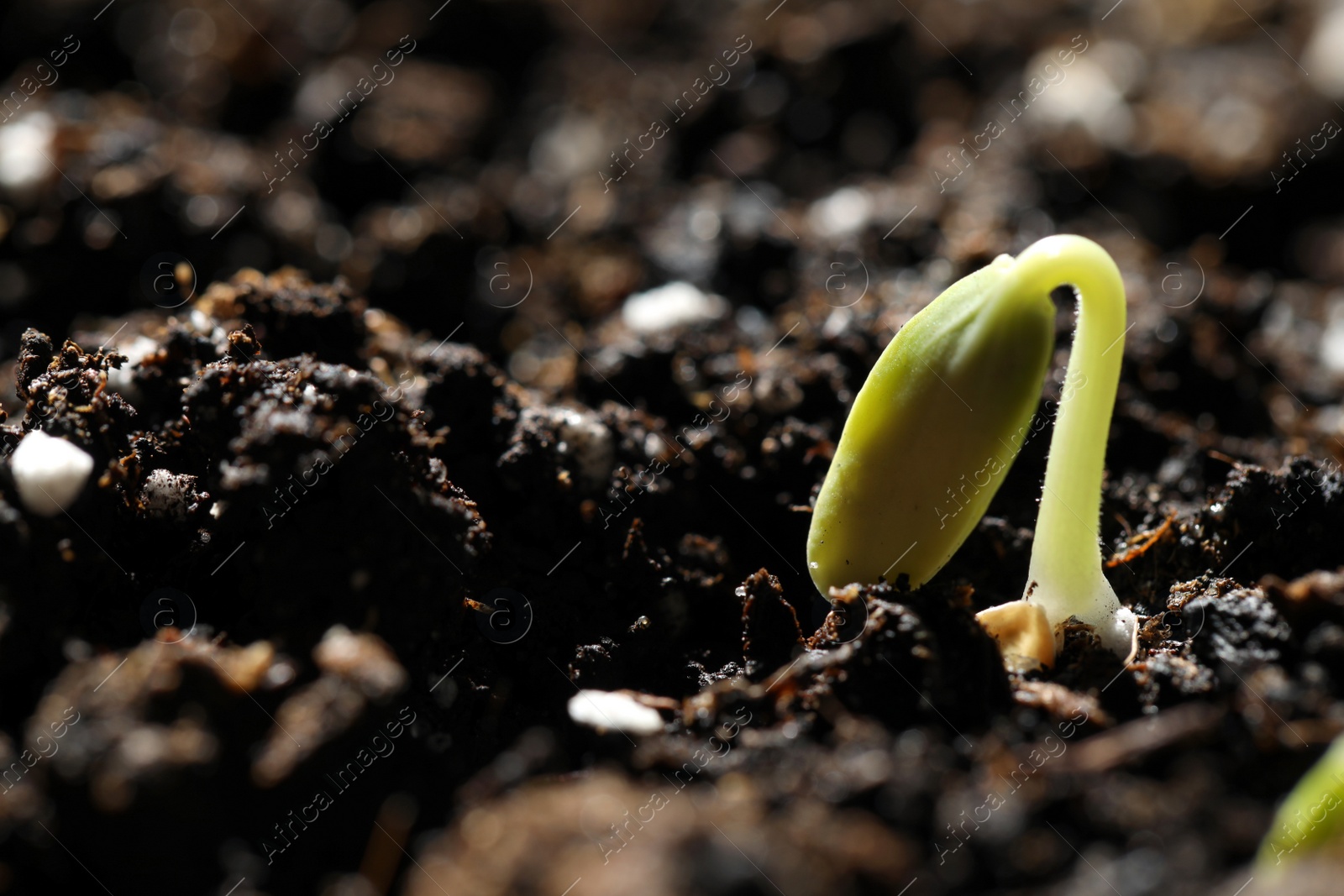 Photo of Little green seedling growing in soil, closeup. Space for text