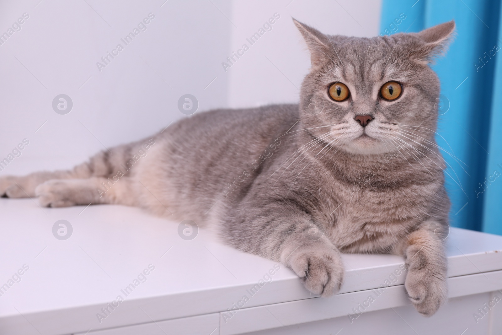 Photo of Cute Scottish straight cat lying on white table at home