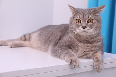 Photo of Cute Scottish straight cat lying on white table at home