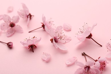 Photo of Beautiful spring tree blossoms and petals on pink background, closeup