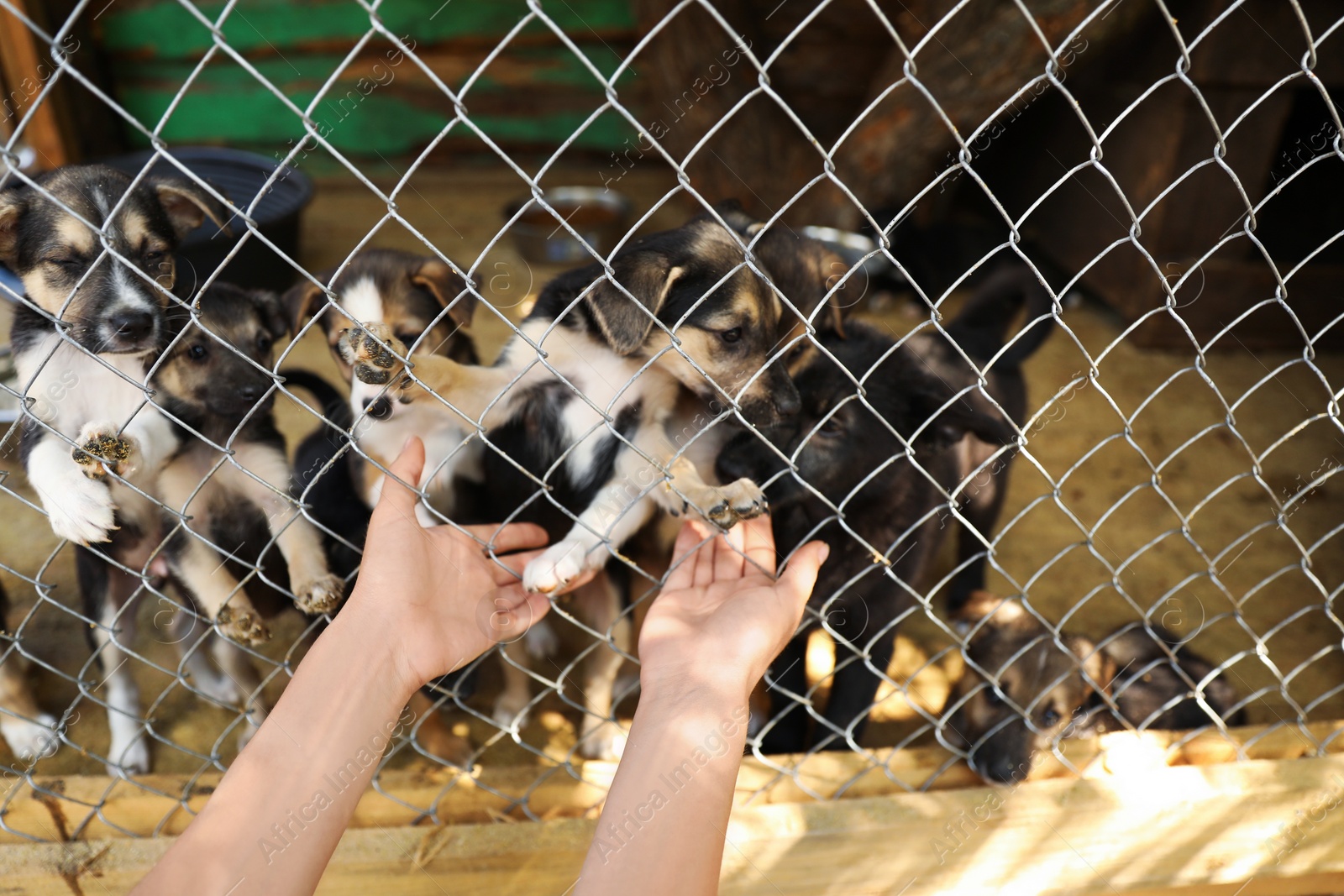 Photo of Woman near cage with homeless dogs in animal shelter, closeup. Concept of volunteering