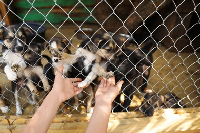 Woman near cage with homeless dogs in animal shelter, closeup. Concept of volunteering