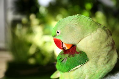 Photo of Beautiful Alexandrine Parakeet cleaning feathers on blurred background. Space for text