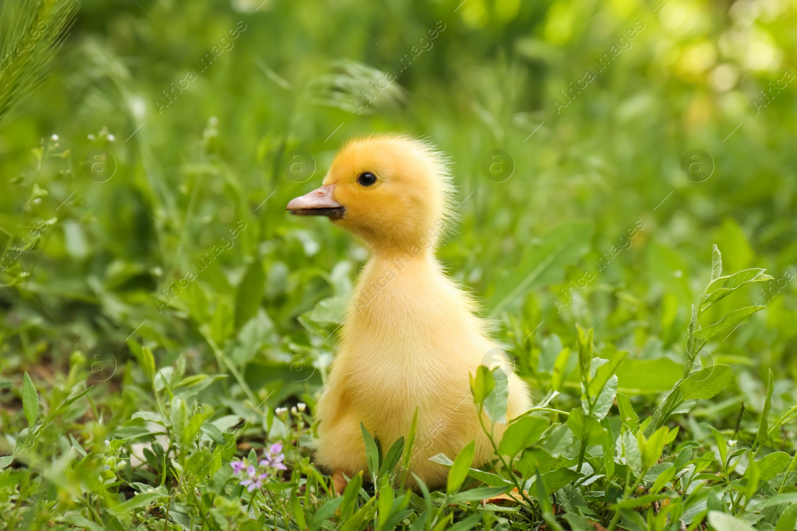 Photo of Cute fluffy duckling on green grass outdoors. Baby animal