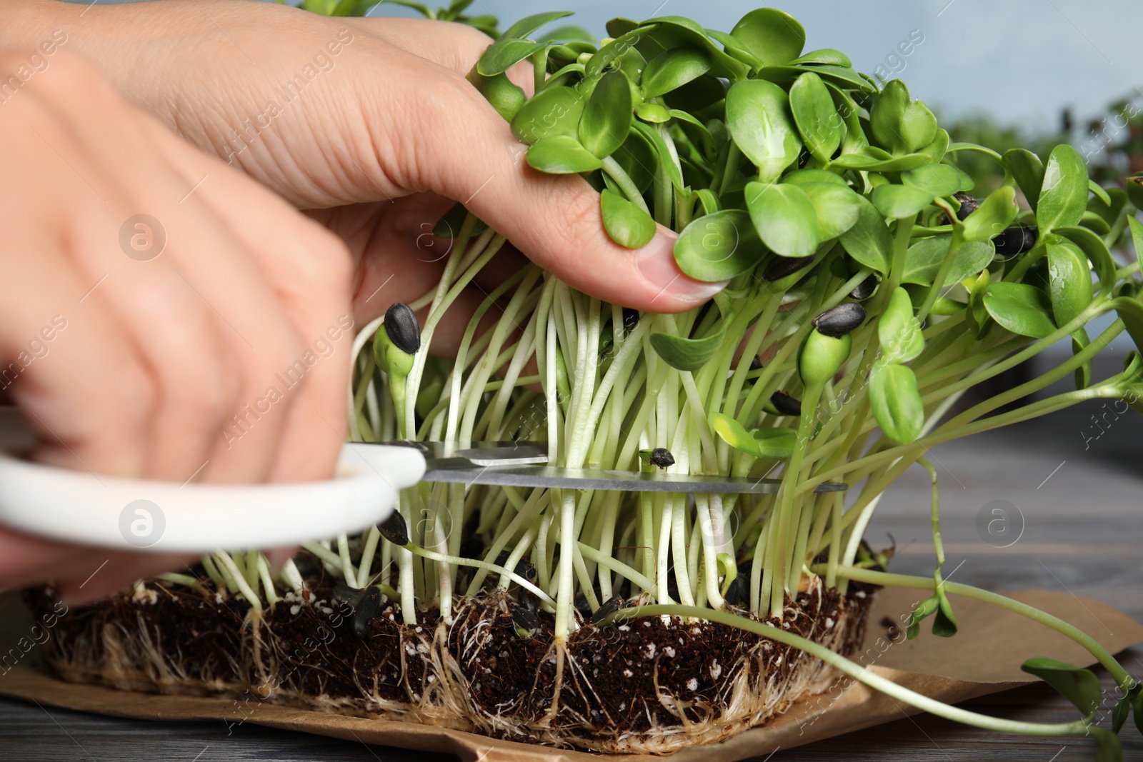 Photo of Woman pruning fresh microgreen at table, closeup