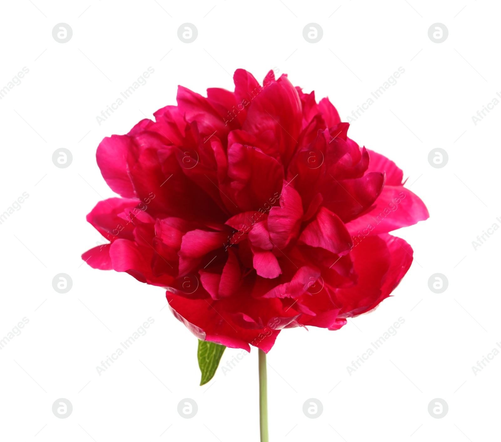 Photo of Beautiful blooming peony flower on white background