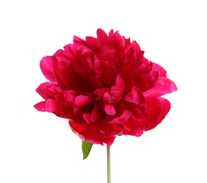 Photo of Beautiful blooming peony flower on white background