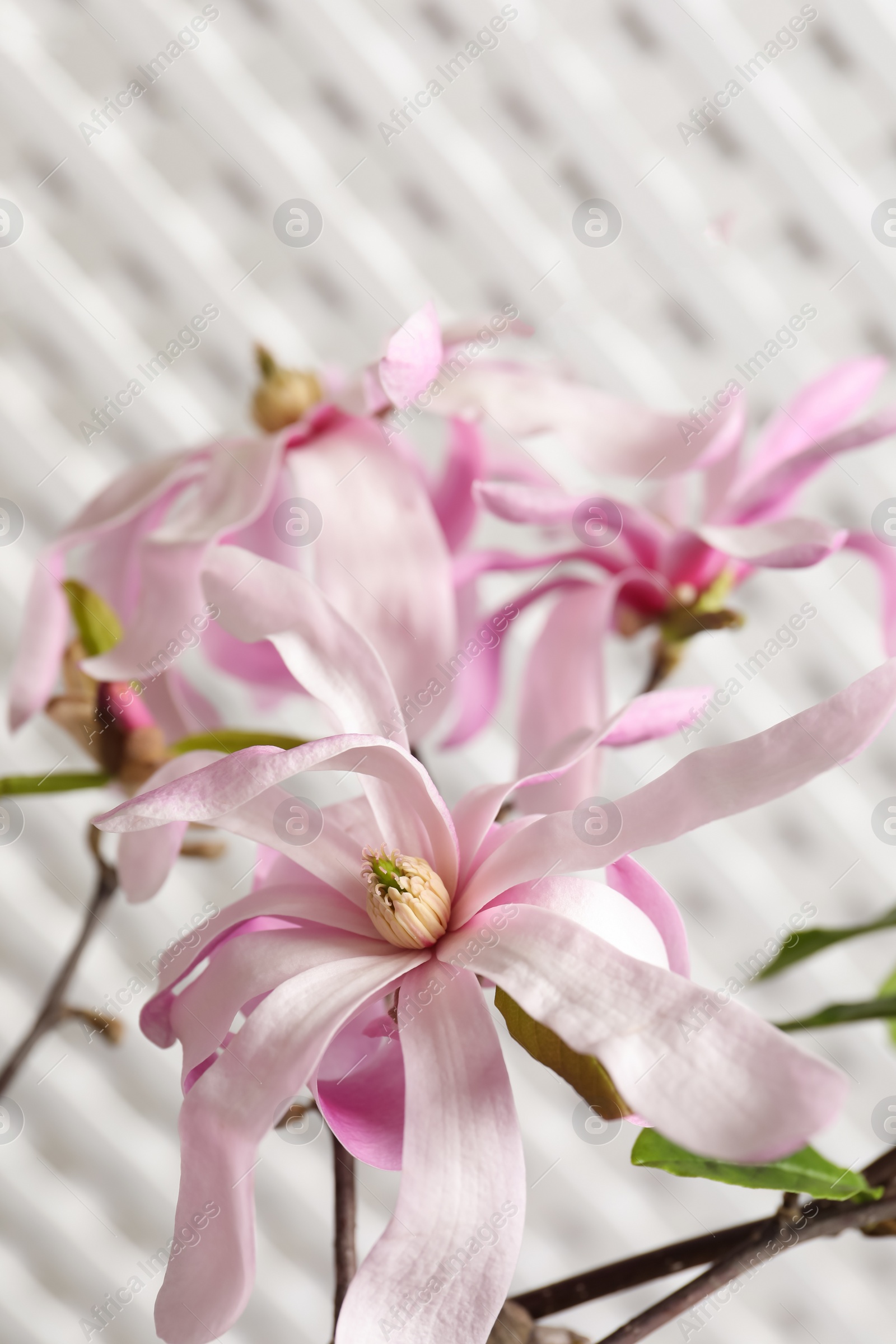 Photo of Magnolia tree branches with beautiful flowers on white background, closeup