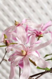 Magnolia tree branches with beautiful flowers on white background, closeup