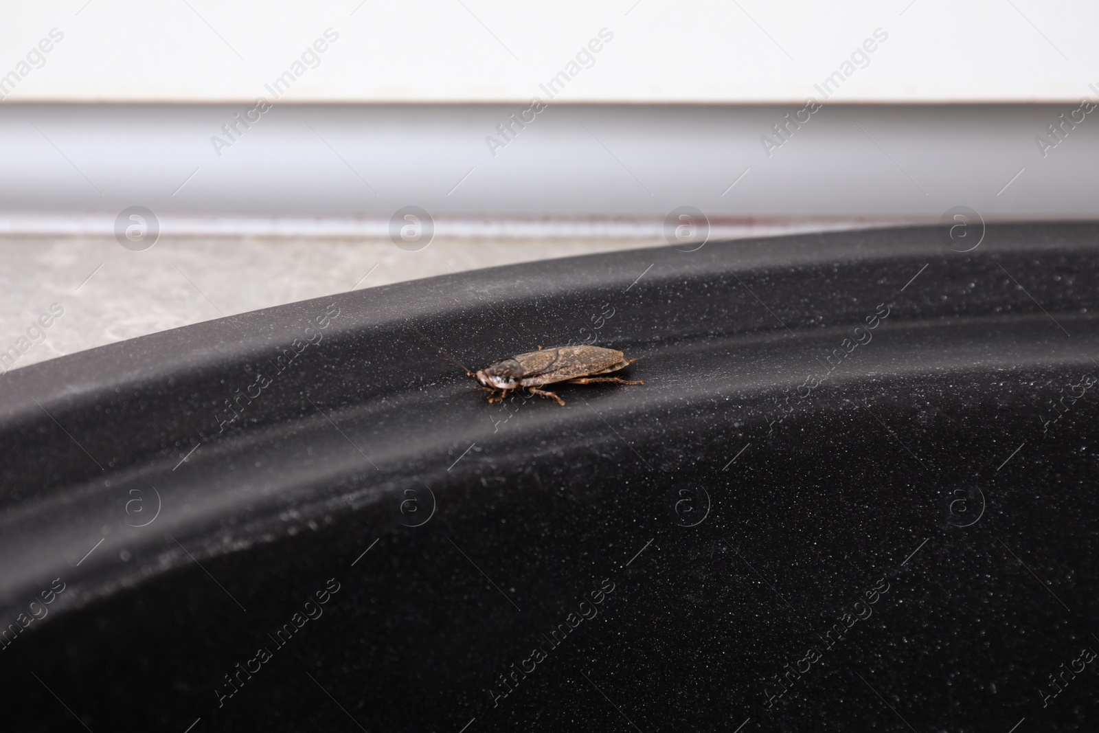 Photo of Cockroach in black sink, closeup. Pest control