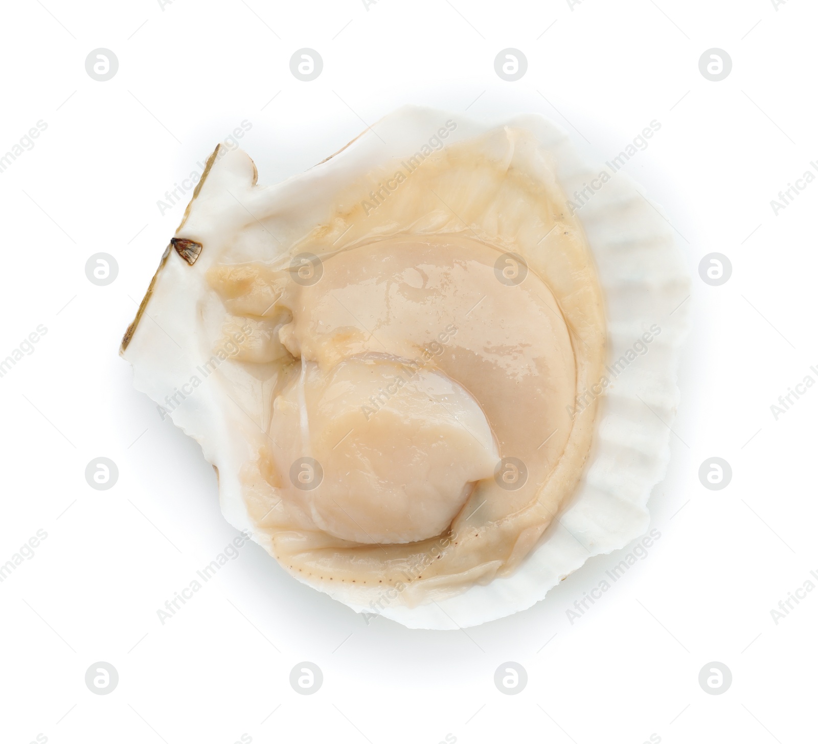 Photo of Fresh raw scallop in shell isolated on white, top view