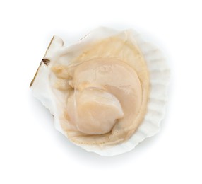 Fresh raw scallop in shell isolated on white, top view