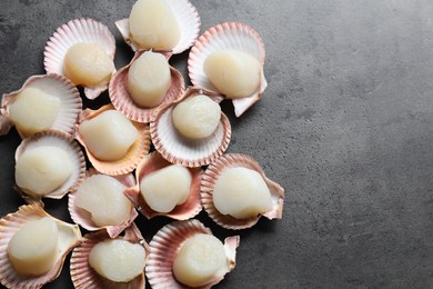 Photo of Many fresh raw scallops in shells on grey table, flat lay. Space for text