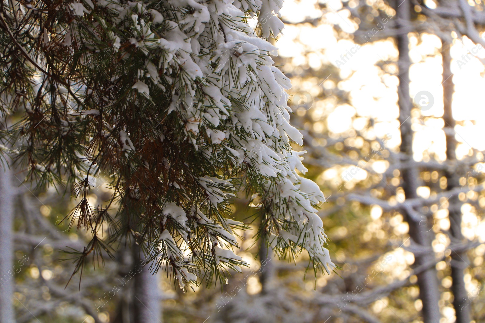 Photo of Conifer tree branches covered with snow in forest