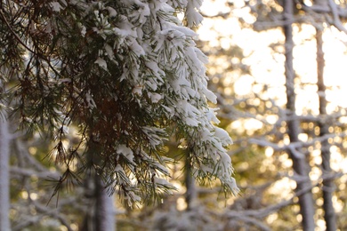 Photo of Conifer tree branches covered with snow in forest