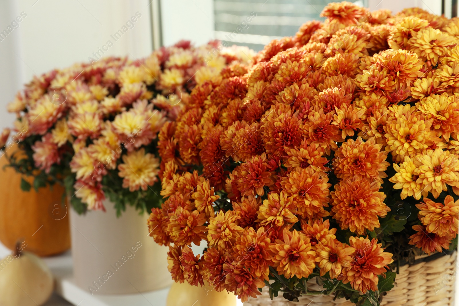 Photo of Beautiful potted chrysanthemum flowers on windowsill indoors, closeup