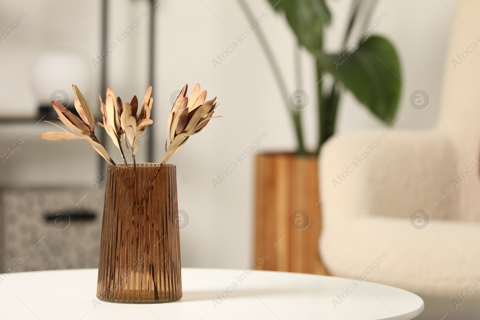 Photo of Vase with beautiful dried leucadendron plants on white table in living room, space for text