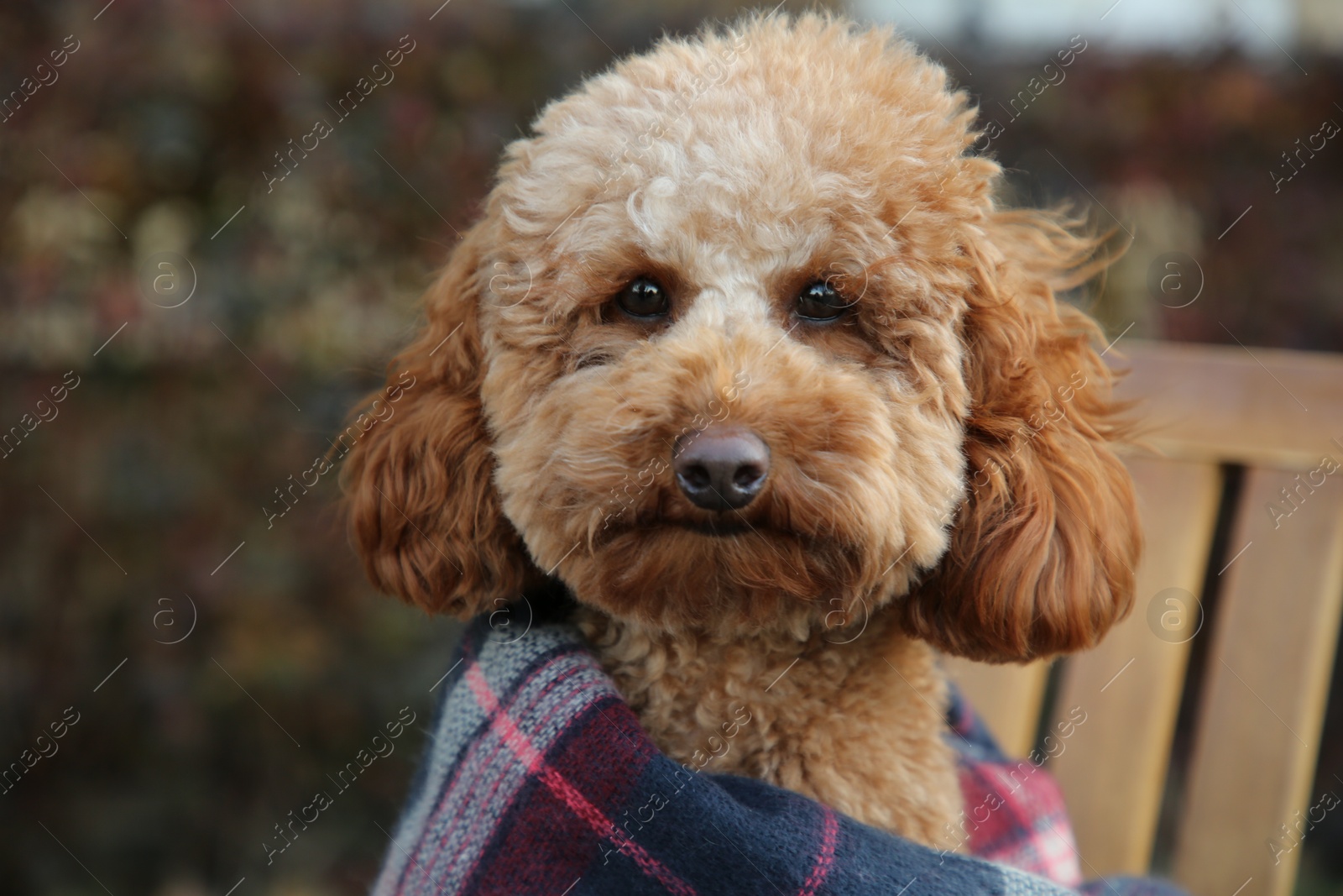 Photo of Cute fluffy dog wrapped in blanket on chair outdoors