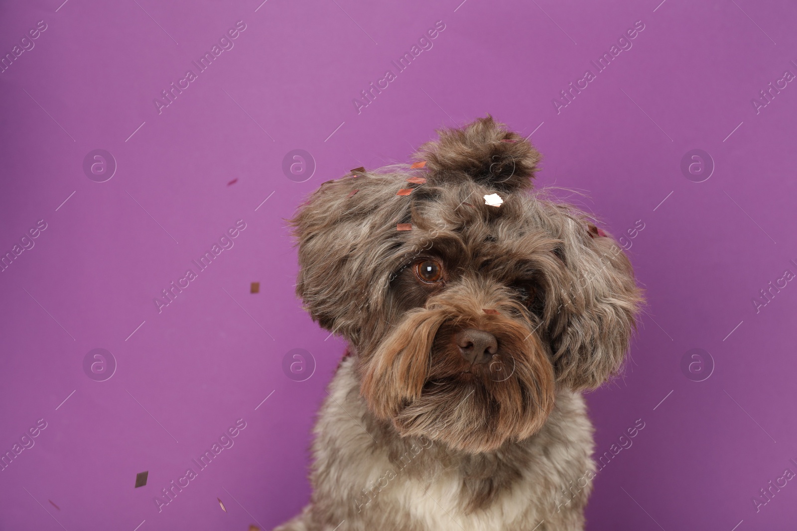 Photo of Cute Maltipoo dog and confetti on violet background, space for text. Lovely pet