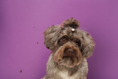Photo of Cute Maltipoo dog and confetti on violet background, space for text. Lovely pet