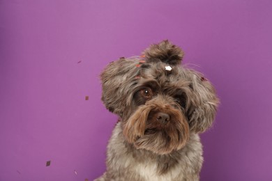 Cute Maltipoo dog and confetti on violet background, space for text. Lovely pet