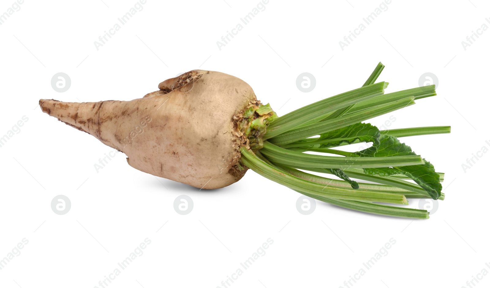 Photo of Freshly harvested sugar beet on white background