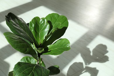 Photo of Fiddle Fig or Ficus Lyrata plant with green leaves indoors, closeup. Space for text