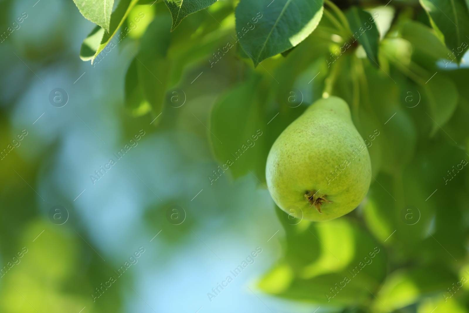 Photo of Ripe juicy pear on tree branch in garden