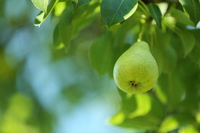 Photo of Ripe juicy pear on tree branch in garden