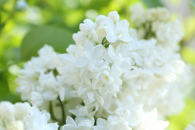 Photo of Closeup view of beautiful blooming lilac shrub with white flowers outdoors