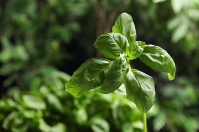 Photo of Fresh green basil on blurred background, closeup
