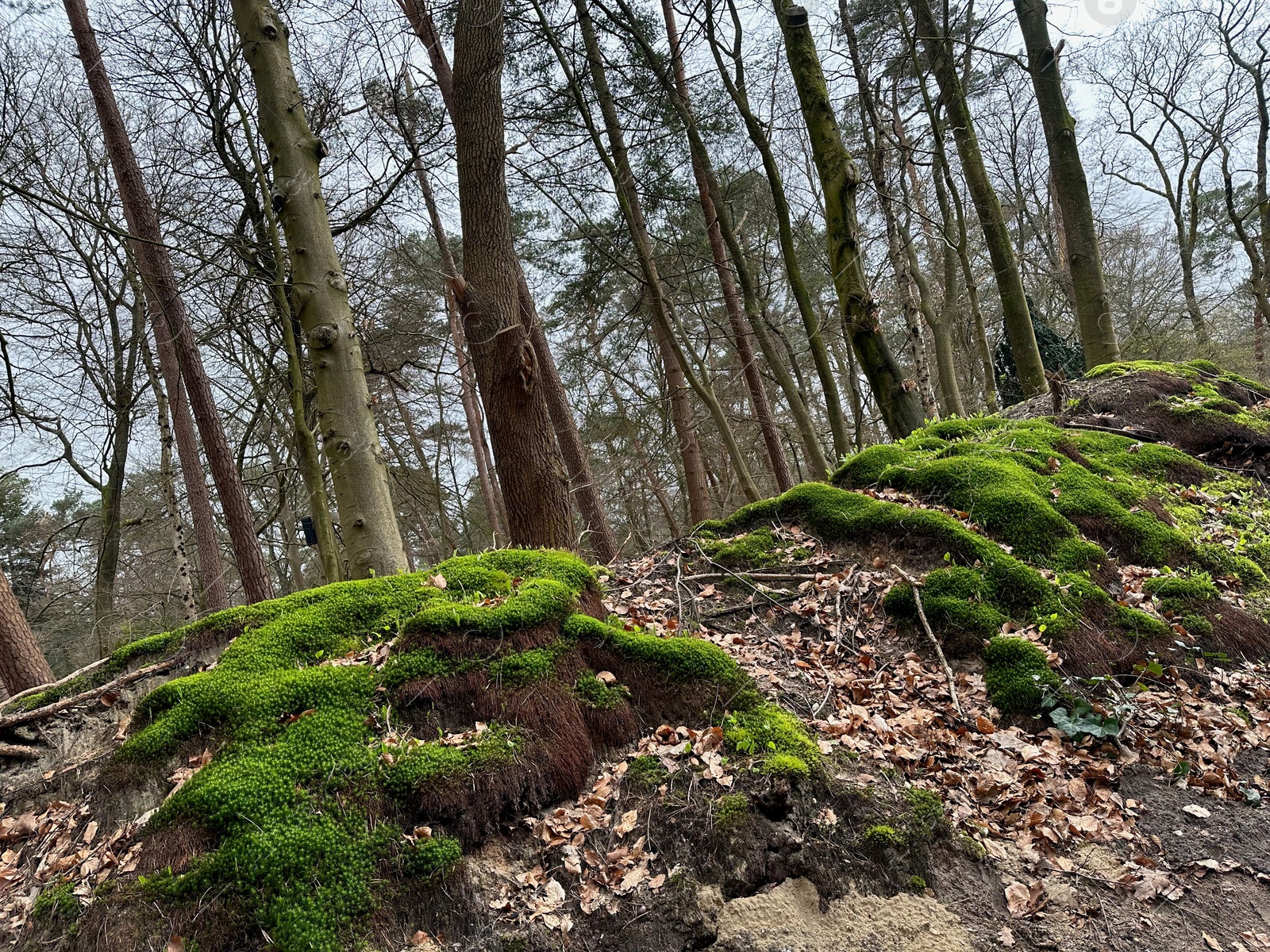 Photo of Beautiful trees, fallen leaves and green moss in forest